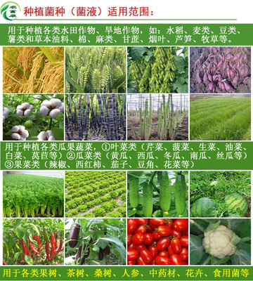 黄瓜专用防虫液 功效解析与科学应用指南